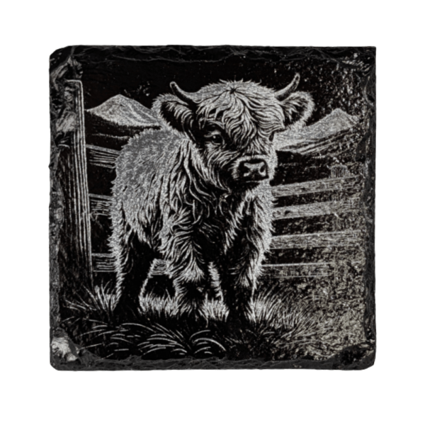 Baby Highland Cow