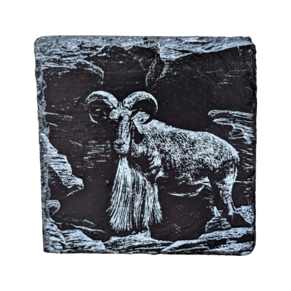 Mountain Ram