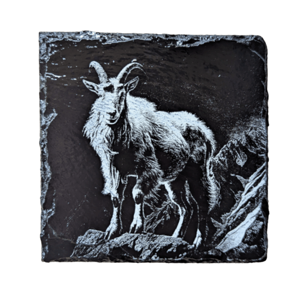 Mountain Goat